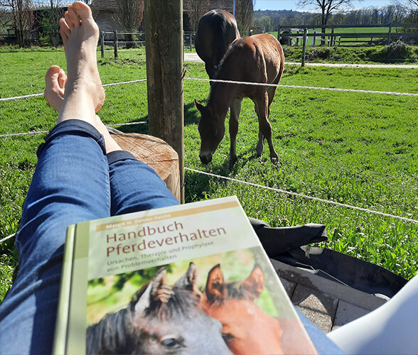 Mensch liest Buch über Pferdeverhalten und beobachtet Stute und Fohlen