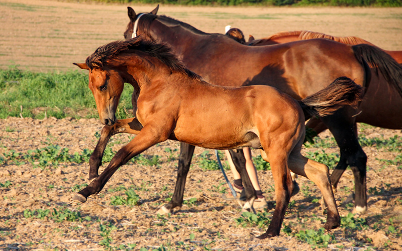 Hengstfohlen von Segantini im Galopp