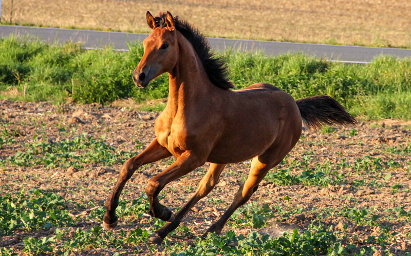 Hengstfohlen von Segantini Galopp